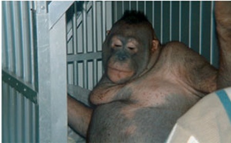 Shaved sex orangutan